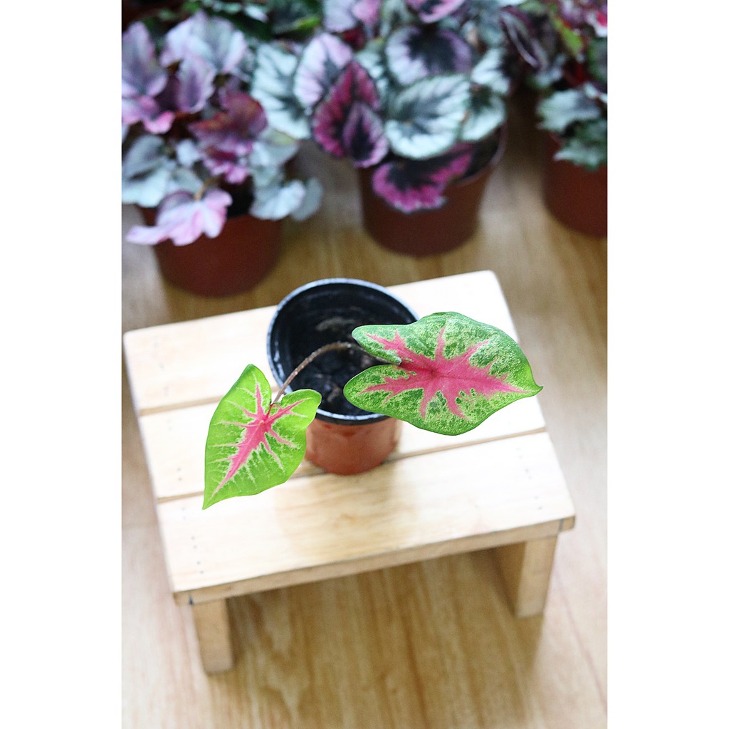 Chậu cây Caladium Biocolor - Môn 2 màu (Môn Biocolor)