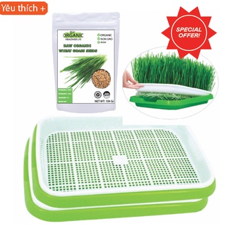 Hạt giống cỏ lúa mì + combo trồng cỏ lúa mì và dụng cụ trồng