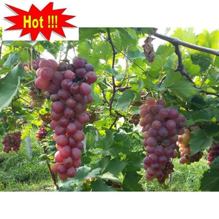 Hạt giống Nho pháp (10 hạt)