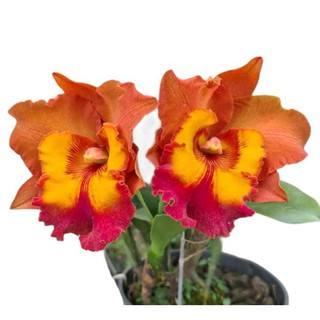 Hoa lan cát giống - chọn màu