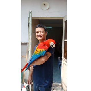 Ha_Noi_Parrot