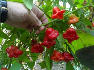 Hạt giống ớt hoa hồng