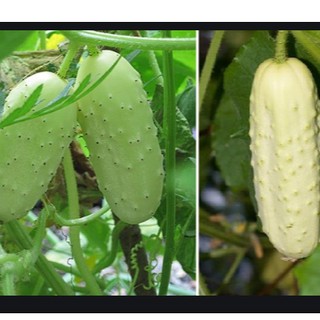 30 hạt giống dưa chuột trắng