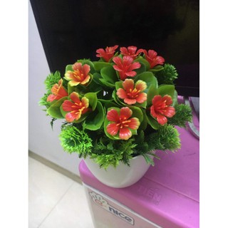 Chậu hoa bon sứ để bàn (y hình) trang trí tiểu cảnh, bàn sách, văn phòng...