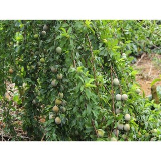 COMBO 2 CÂY GIỐNG MẬN HẬU