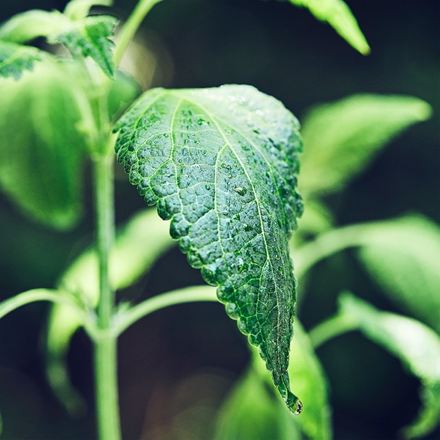 「BILL NHẬT」 Kem Dưỡng Ban Ngày Cao Cấp Future Solution LX Total Protective Cream E 「AUTH」 | BigBuy360 - bigbuy360.vn