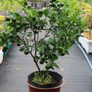 Tách ( Hạnh) chiếc cành) đang trái nhiều.
