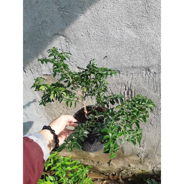 Cây kim quýt THÁI bonsai