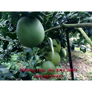 GIỐNG BƯỞI DA XANH