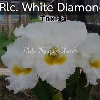 Tnx33 - lan cattleya hoa đại white diamond - cây con