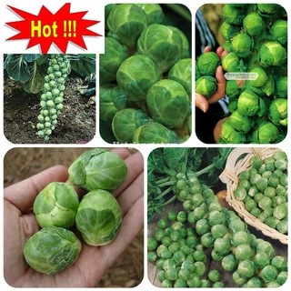 Hạt giống Bắp cải xanh tí hon