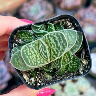 Sale 50%- Sen Đá Mỏ Vịt 1 cây 🤗