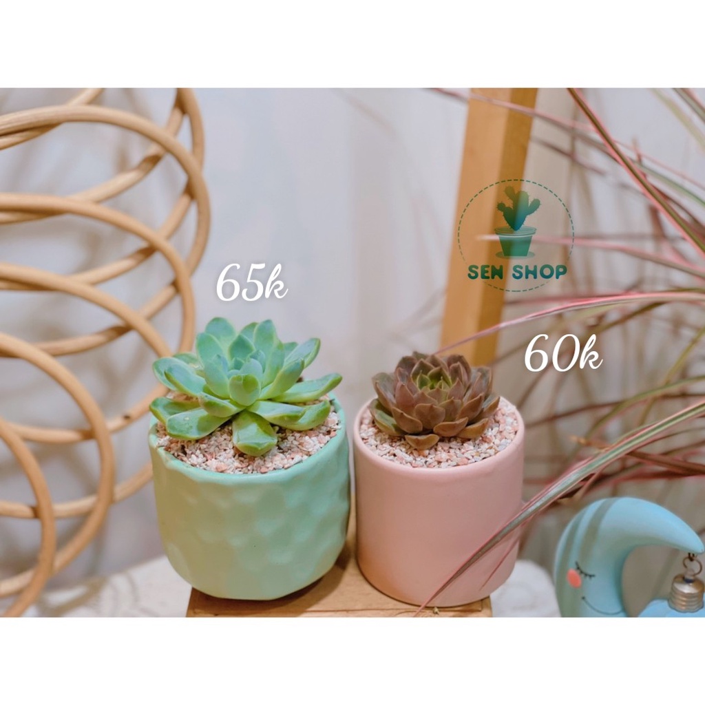 Chậu sen mix tiểu cảnh 26k-99k .