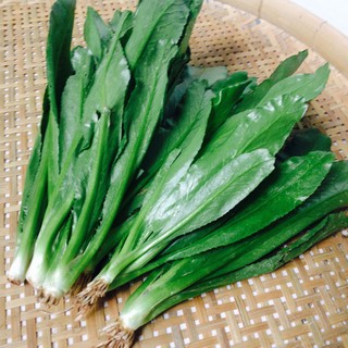 Hạt giống ngò gai| Mùi tàu