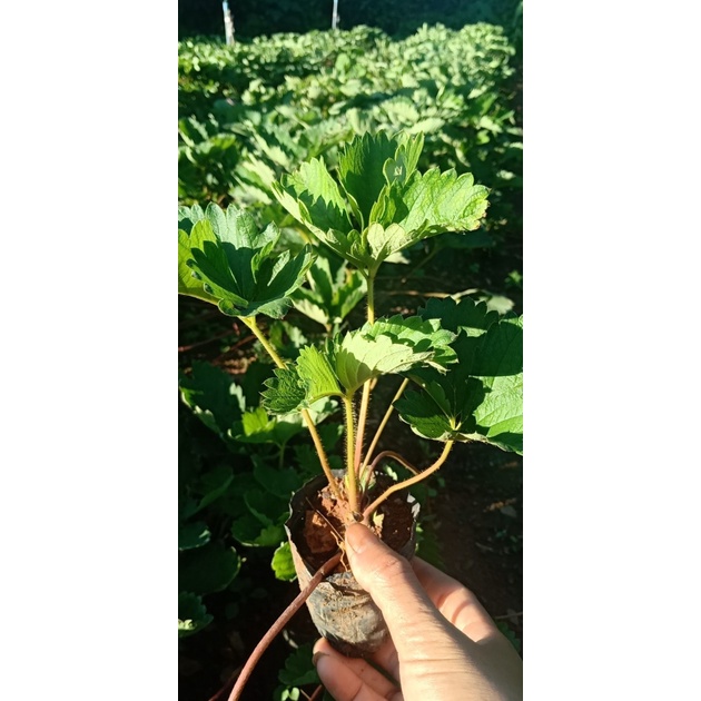 Cây dâu tây giống hana siêu ngọt