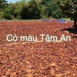 Cỏ máu tâm an