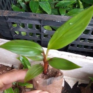 Cây giống chuối đỏ dacca