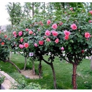 Hạt giống hoa hồng thân gỗ