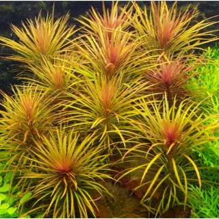 Dừa sing ( CÂY HẬU CẢNH)  ( 15 ngọn 50k)