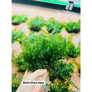 Cây Dương xỉ châu phi lá nước