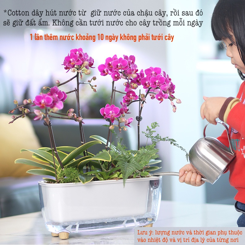 Chậu cây để bàn Oliz Gerta 211. Chậu trồng cây thông minh tự tưới