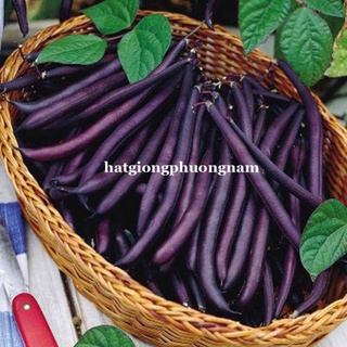 3gr - hạt giống đậu cove tím