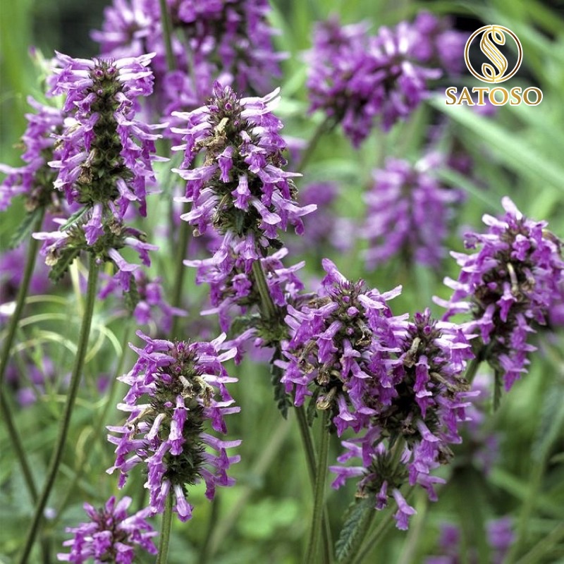 Hoắc hương khô SATOSO 1kg hàng đẹp sạch thơm tốt cho sức khỏe SA65