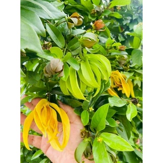 CÂY GIỐNG HOA DẺ THƠM KHẮP XÓM