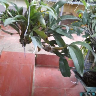 Hoa phong lan kiều tím thái