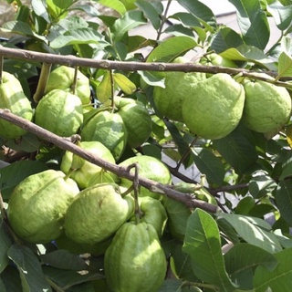 Cây giống Ổi Lê Đài Loan ( 2 Tháng Cho Trái)