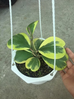 CẨM CÙ TIM VÀNG