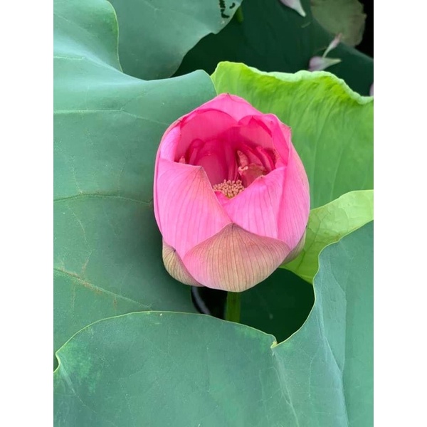 Trà Sen Hồ Tây sấy lạnh