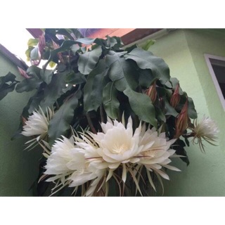 Combo 1 chậu nhật quỳnh và 5 dạ quỳnh