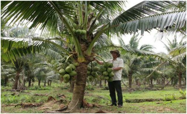 Cây Dừa dứa thái lan