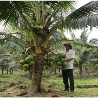 Cây Dừa dứa thái lan