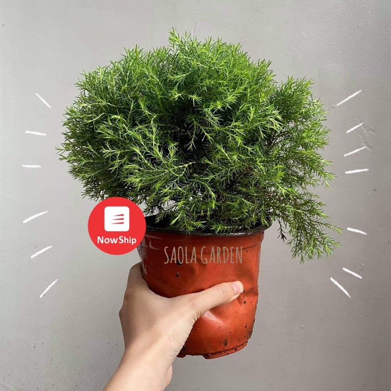 HÀNG ĐỘC QUYỀN - Cây Tùng bồng lai - Little Giant Dwarf Arborvitae - Cây cảnh để bàn dễ thương