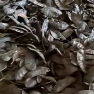 Bồ kết rừng nghệ an