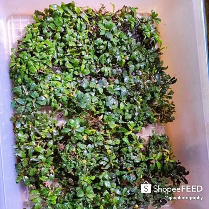 Bucep | hàng ngọn | lá cạn | lá mini