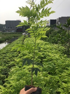 50 cây sưa đỏ cao 40cm