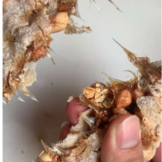 2 Miếng bánh Cu Đơ [ Chính gốc Hà Tĩnh ]