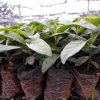 Combo 2 cây giống nhàu