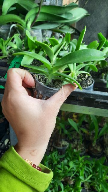 Hoa phong lan nghinh xuân giống