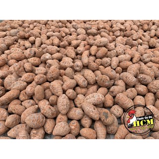 Củ Nghệ Đỏ (Nghệ Xà Cừ) Cho Gà Đá Cao Cấp
