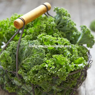 1GR - HẠT GIỐNG CẢI XOĂN KALE