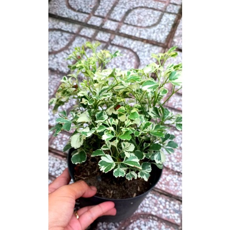Chậu cây đinh lăng cẩm thạch