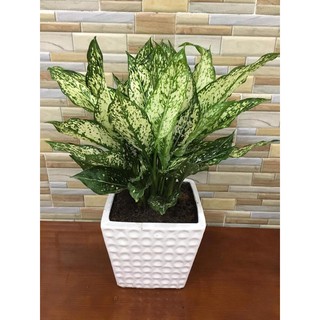CÂY  NGỌC NGÂN KÈM CHẬU SỨ