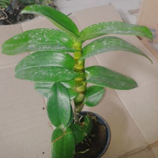 Hoa lan Denro lưỡi bò tím
