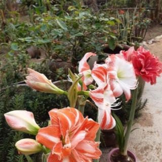 Củ Huệ Kép