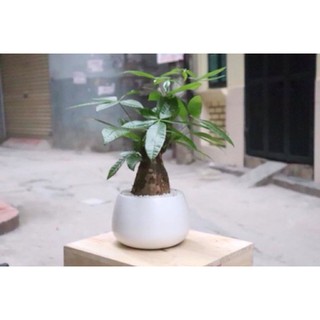 [Xanhshop22] Chậu cây kim ngân gốc mini để bàn