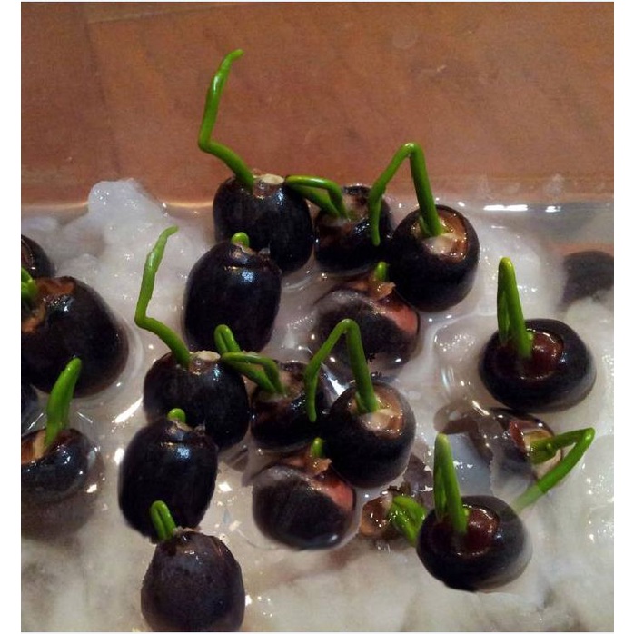 Hạt Giống Hoa Sen Nhiều Màu Các Loại, Trồng Quanh Năm, Dễ Trồng - Khang Nông Seeds